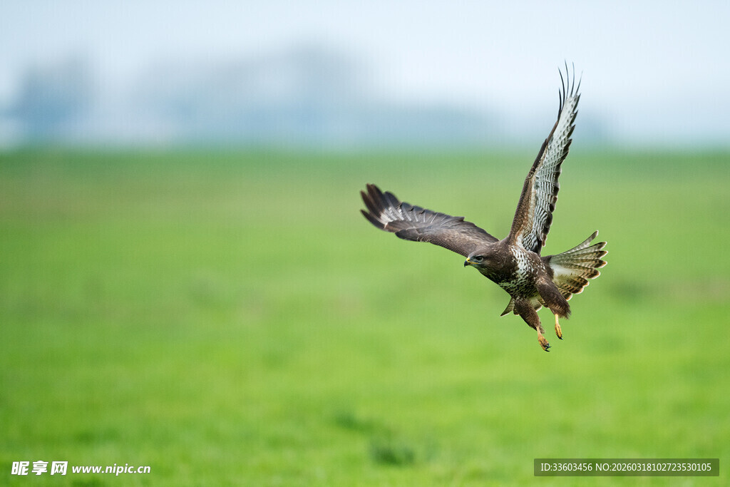 翱翔于绿野之上的飞鸟