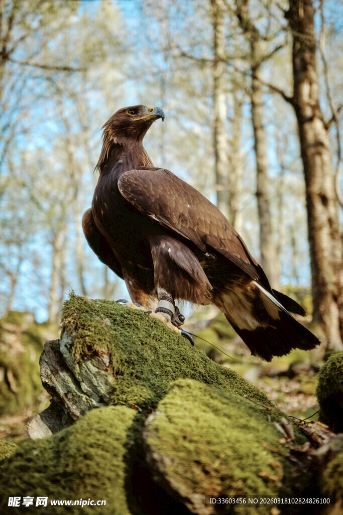岩石上的雄鹰