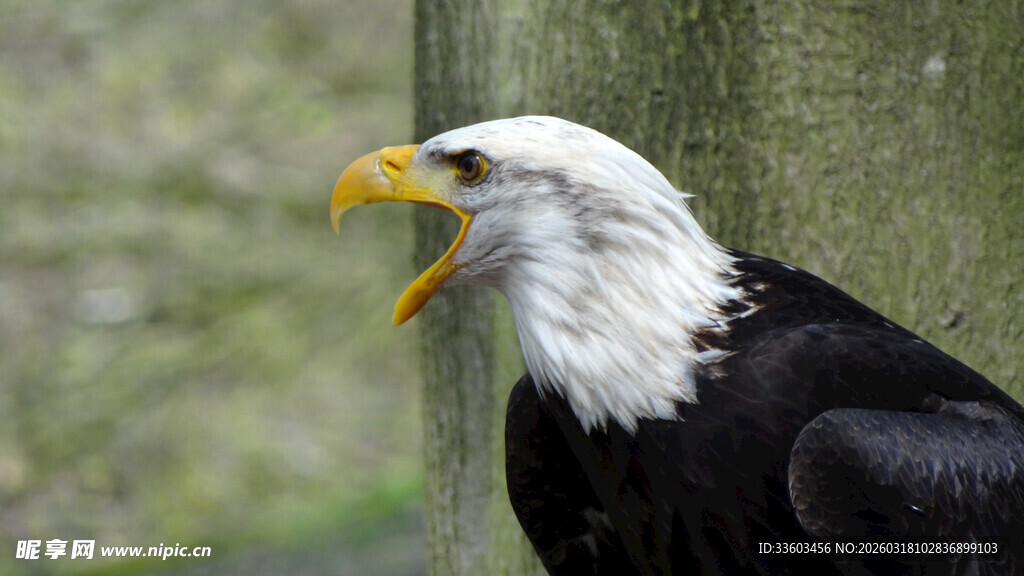 白头海雕张嘴咆哮