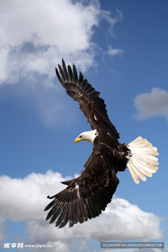 翱翔蓝天的白头海雕