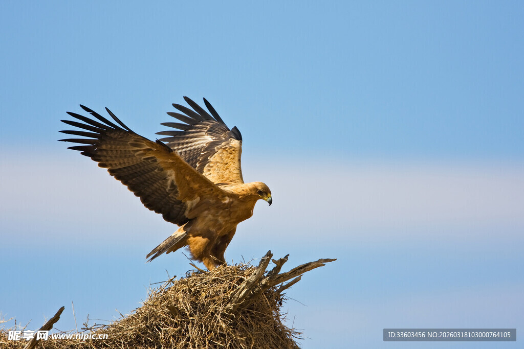 金雕立于巢穴展翅瞬间