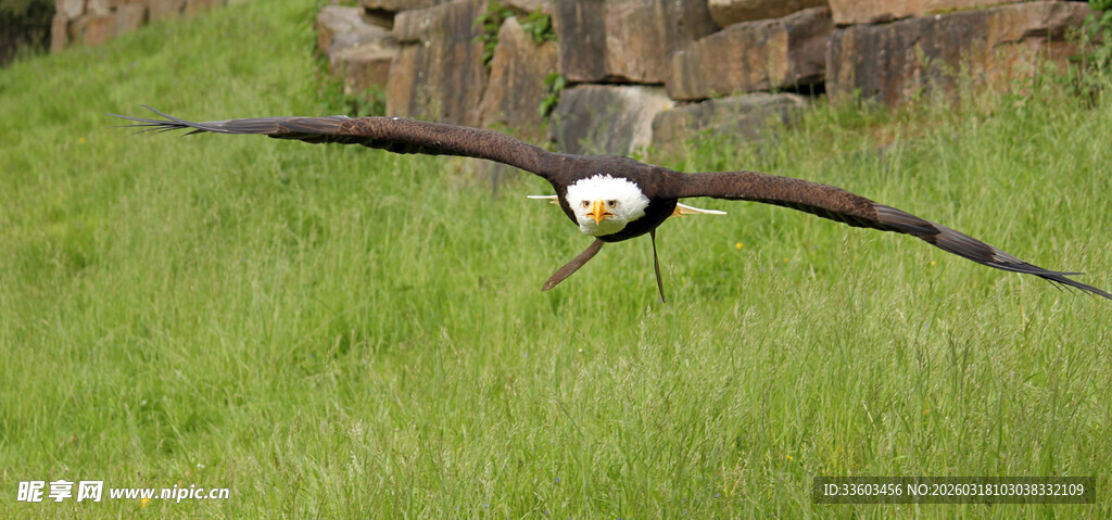 翱翔草原的白头鹰