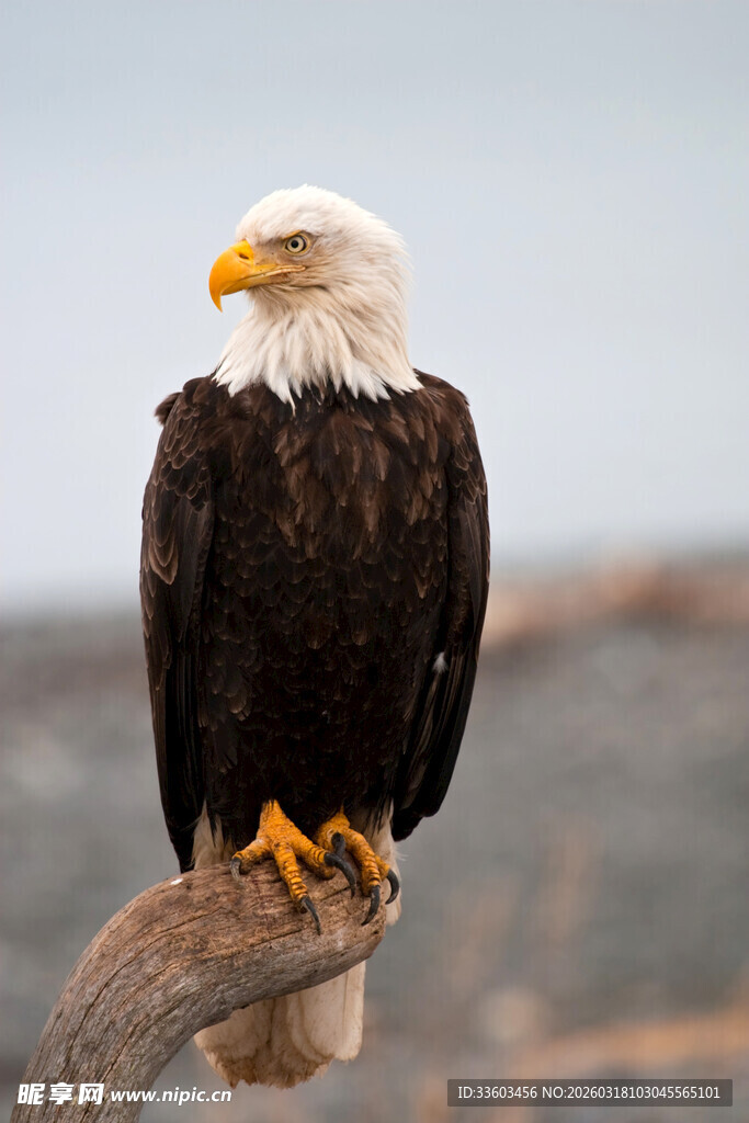白头海雕栖息于树枝上