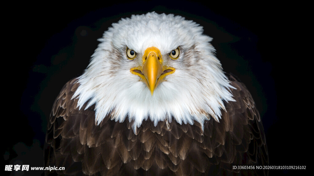 白头海雕特写