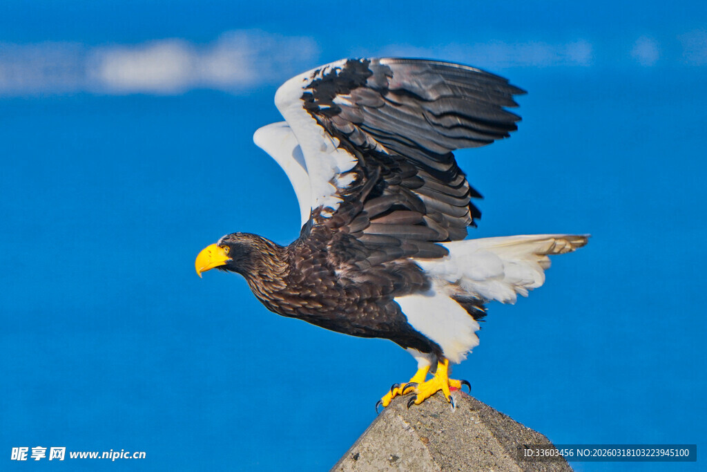展翅雄鹰立于岩石之上