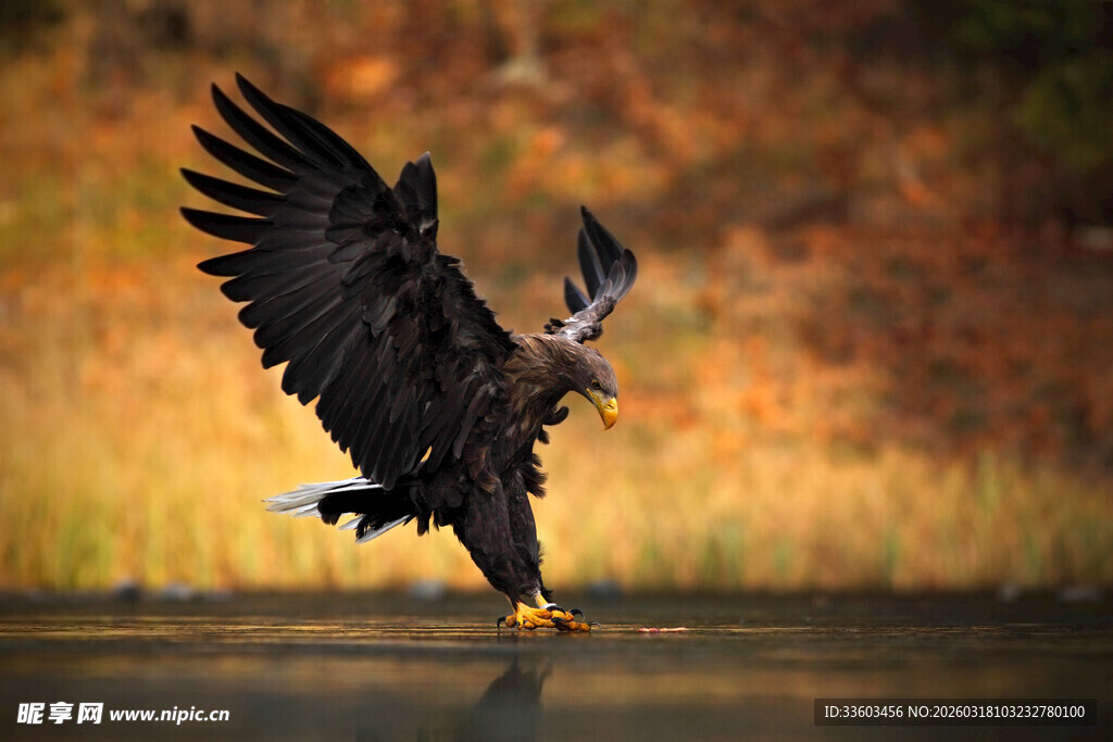 雄鹰展翅于水边