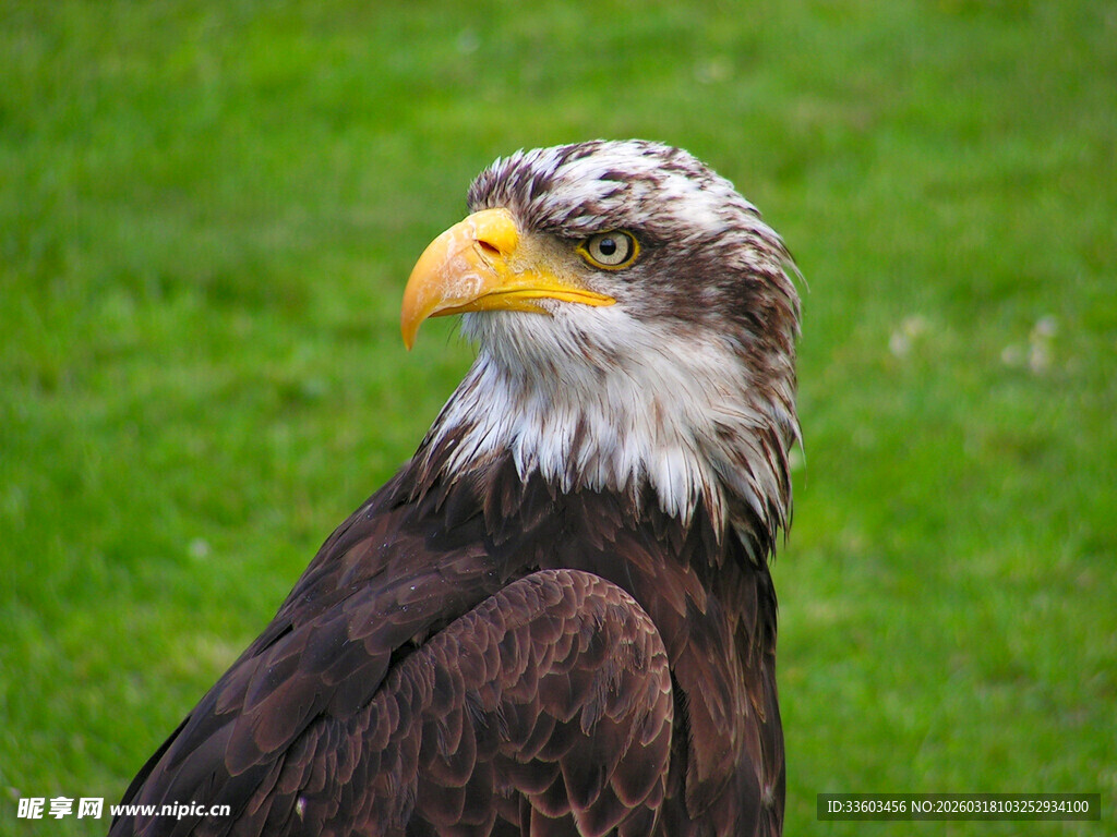 白头海雕近景特写