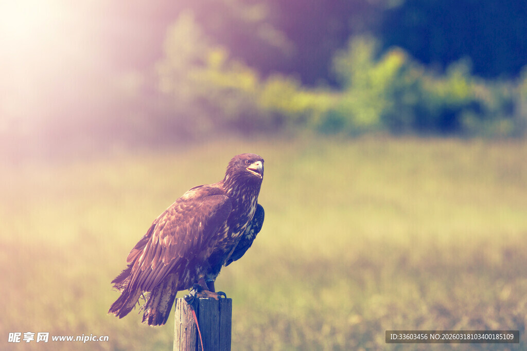 站在木桩上的雄鹰