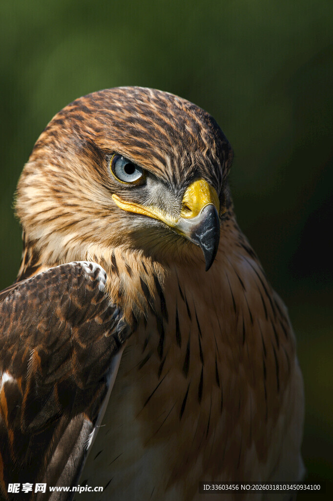 锐利眼神的雄鹰特写