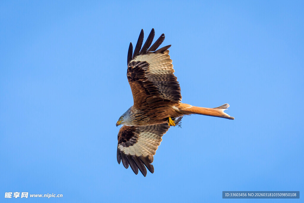 翱翔蓝天的红隼