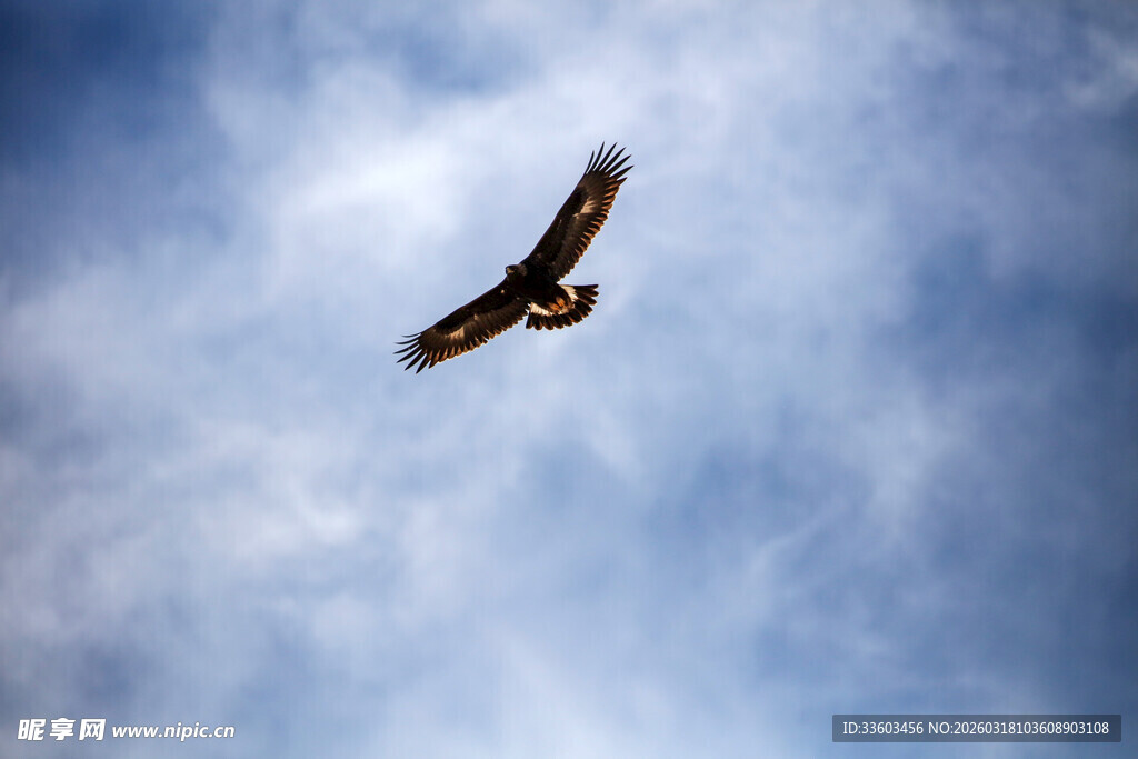 翱翔蓝天的雄鹰
