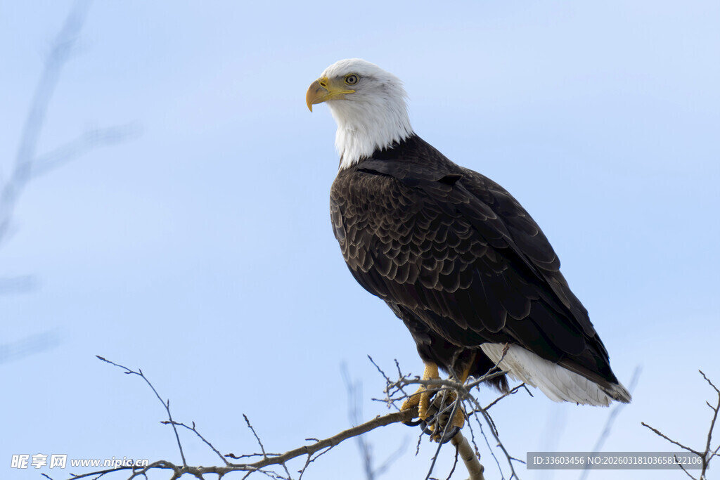 白头海雕栖息于枝头