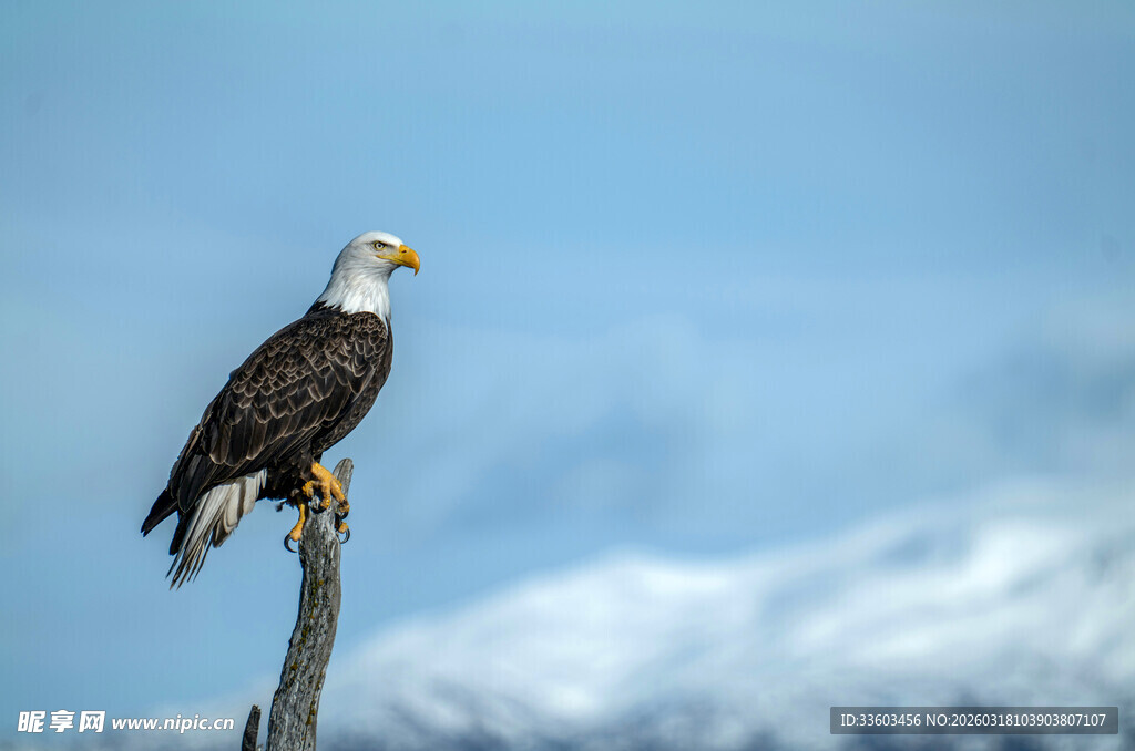 白头海雕立于枝头