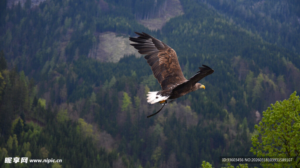 翱翔山林间的雄鹰