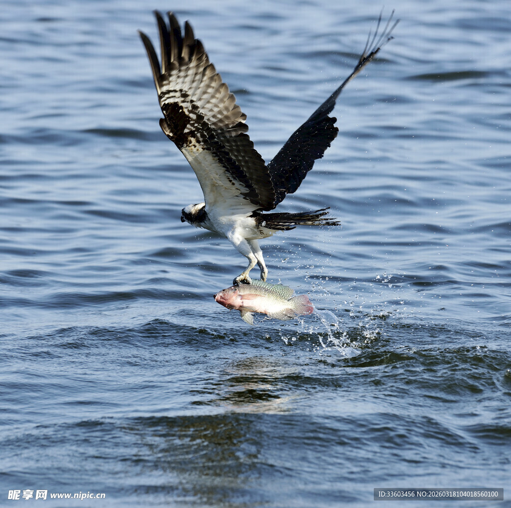 鹰于水面抓鱼精彩瞬间