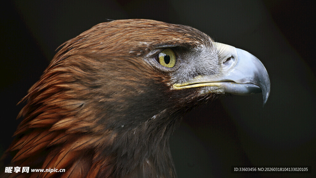 雄鹰特写