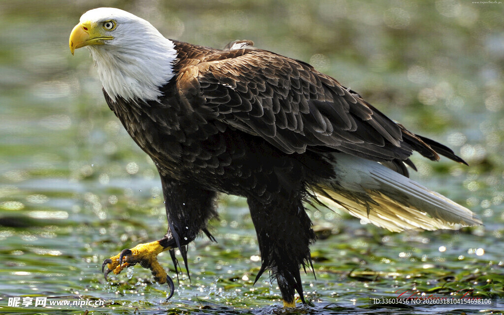 站立水边的白头海雕