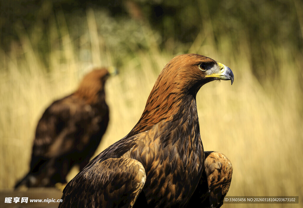 草原上的两只金雕