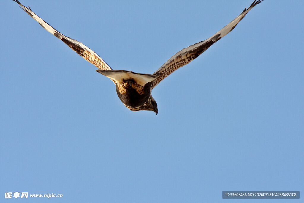 翱翔蓝天的飞鸟