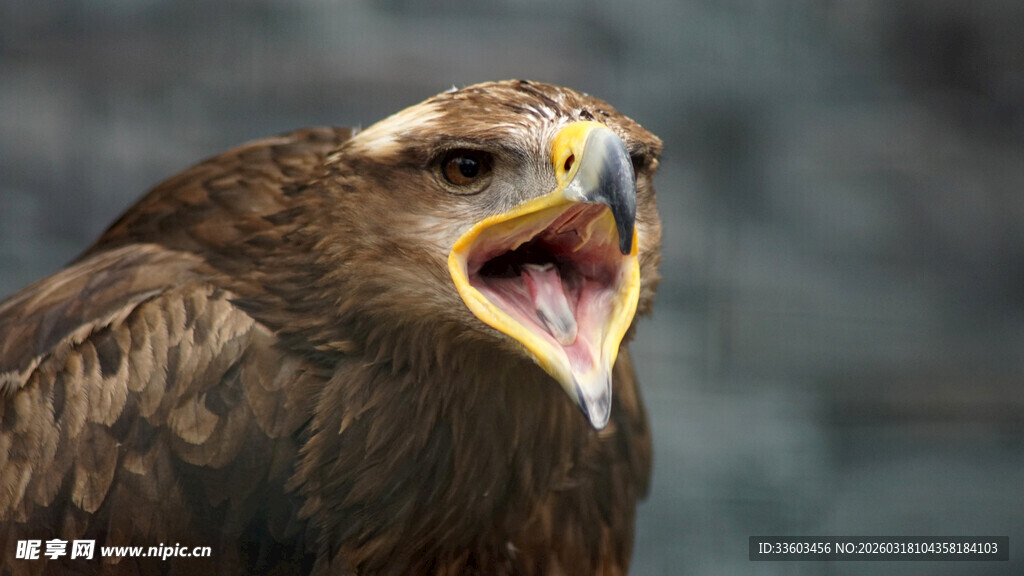 张嘴吼叫的雄鹰