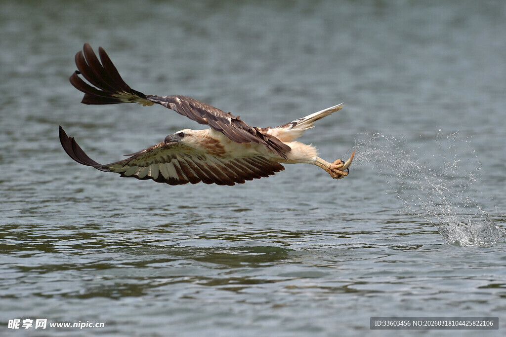鹰于水面展翅捕食瞬间