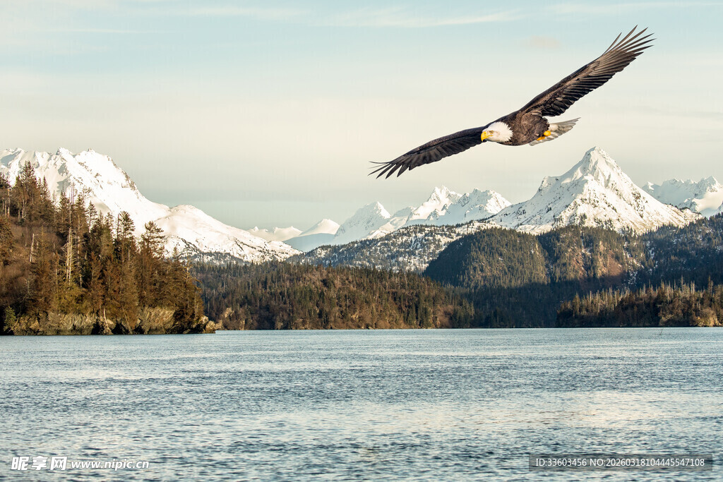 翱翔于山水间的雄鹰