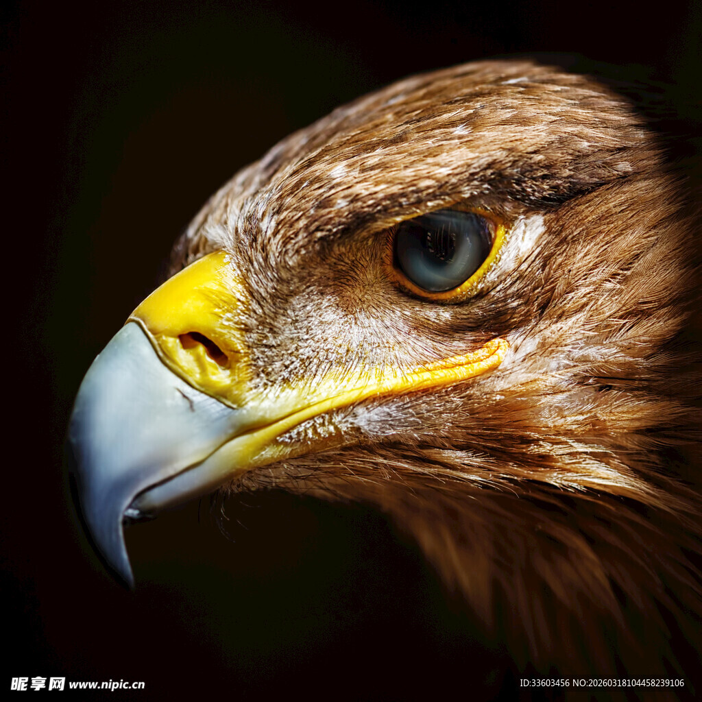雄鹰特写