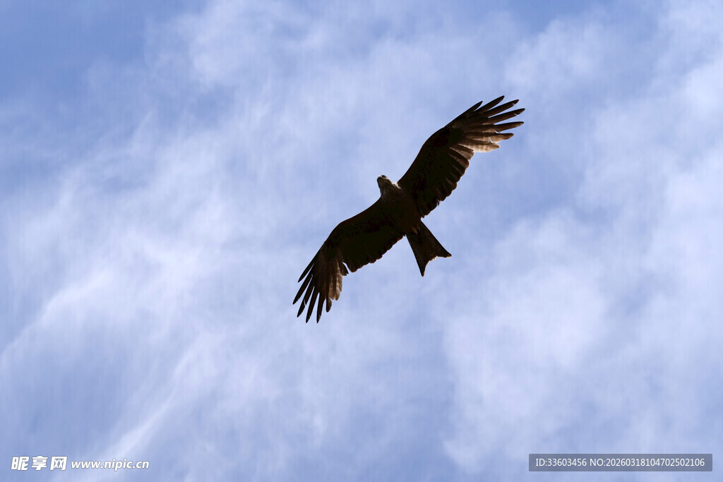 天空中翱翔的雄鹰