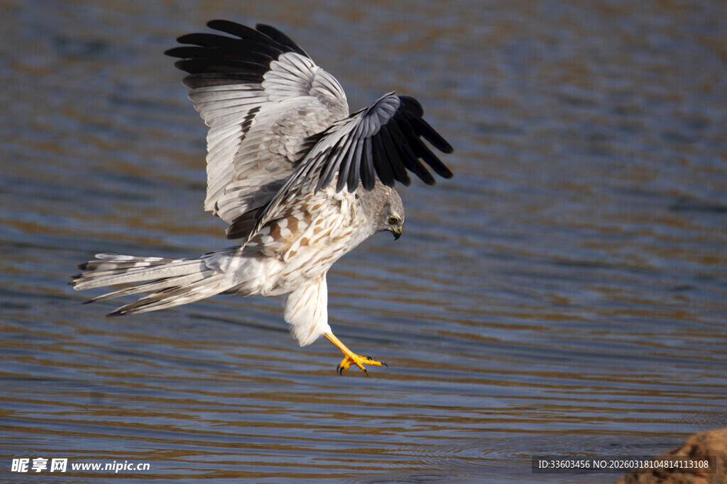 白尾海雕水面展翅瞬间