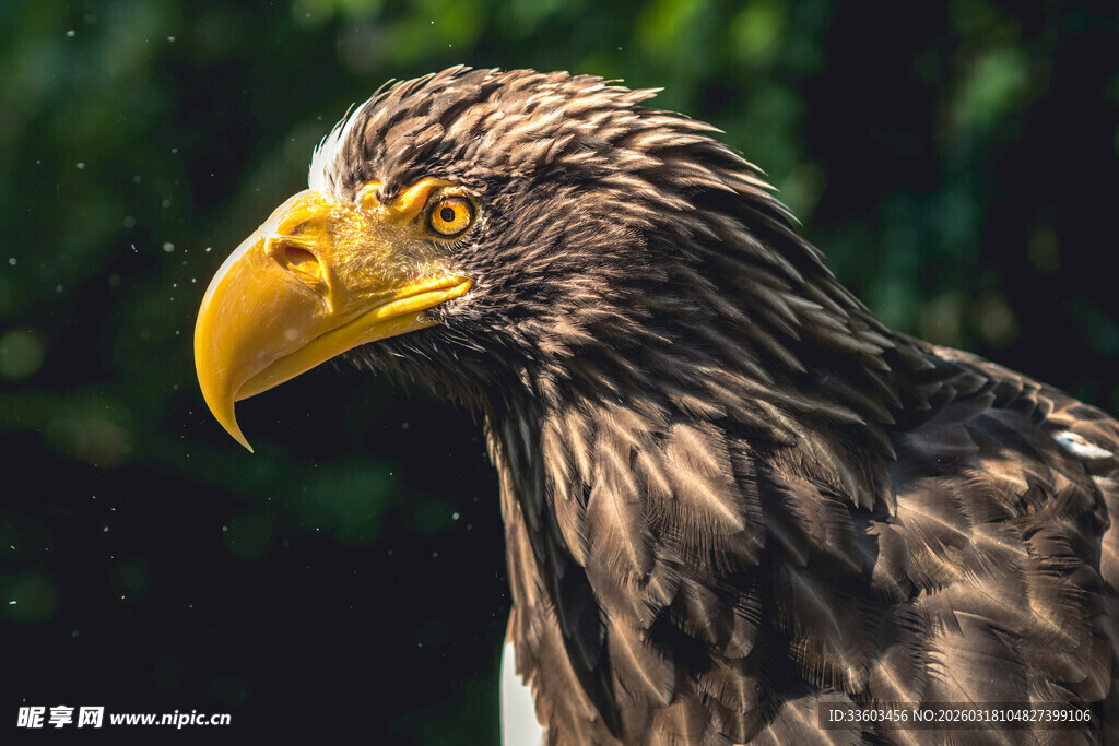 威严雄鹰特写