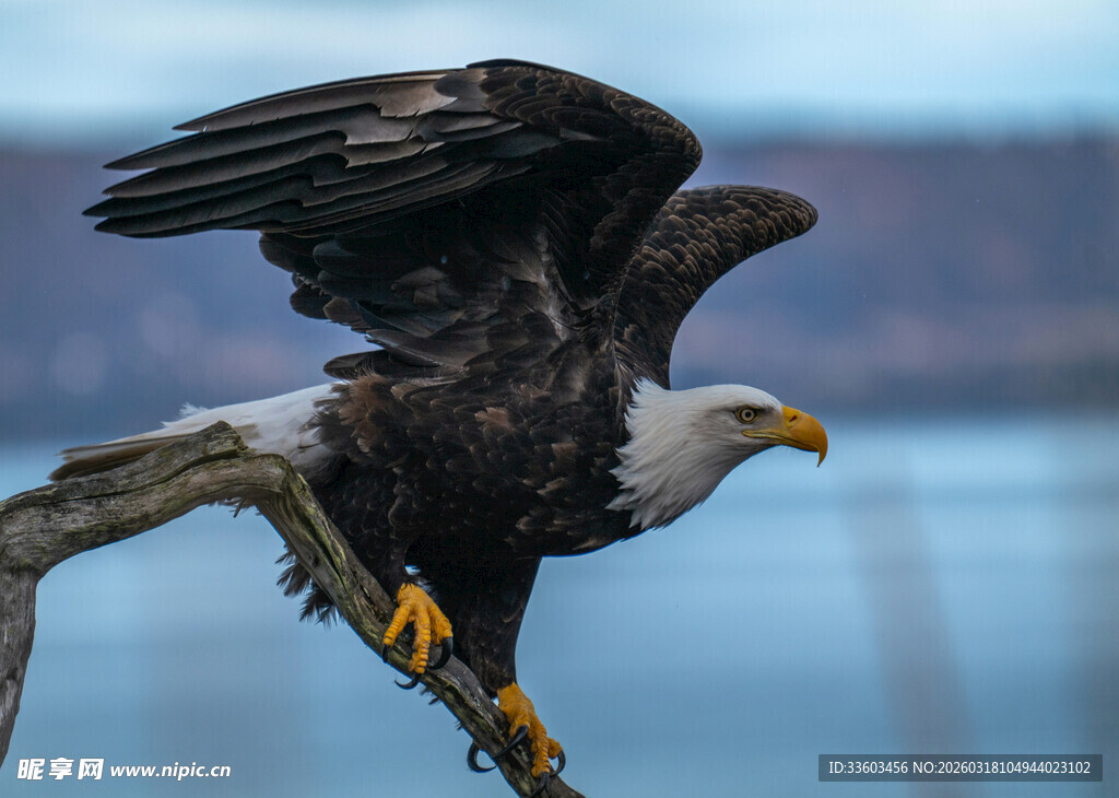 展翅老鹰立于枝头