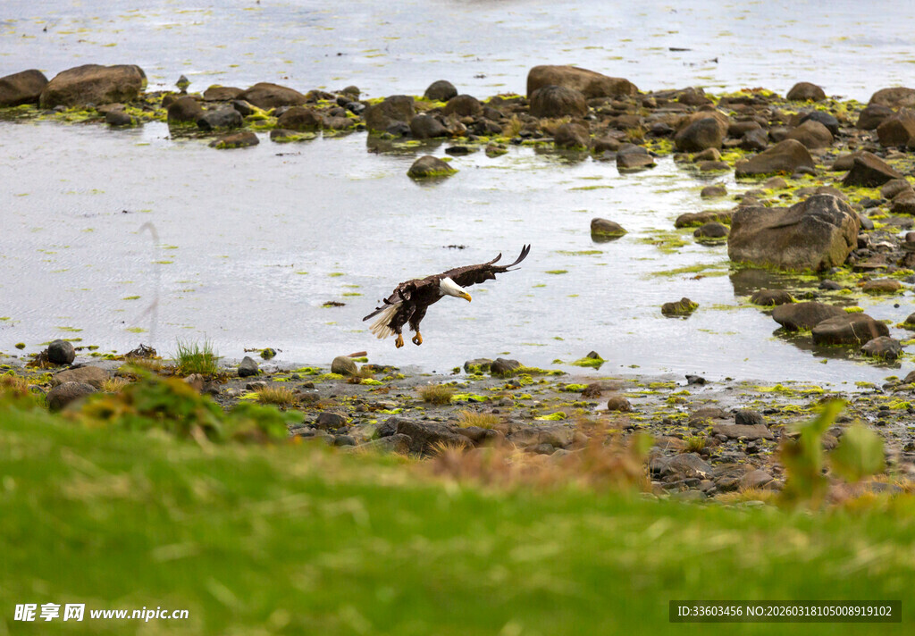 飞鸟掠过湿地与草原