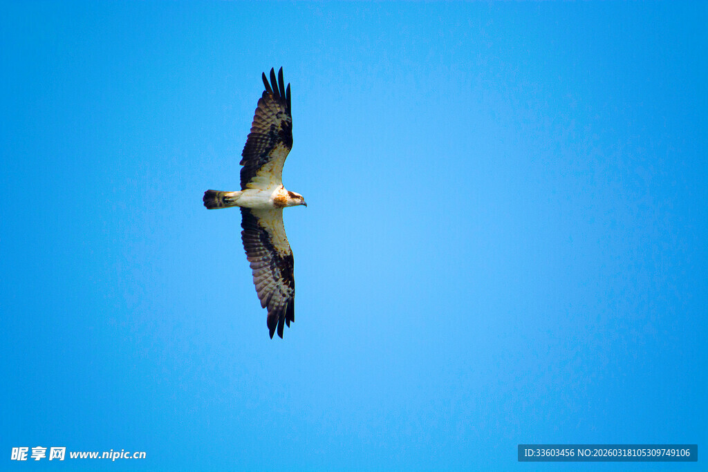 蓝天中翱翔的雄鹰