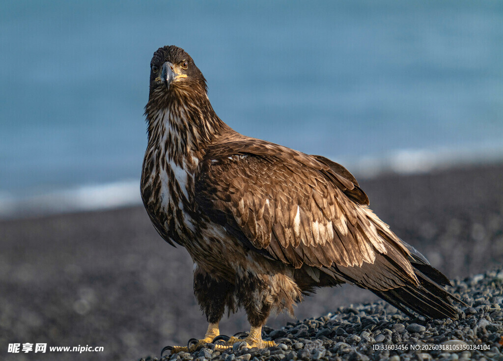 海边岩石上的威武雄鹰