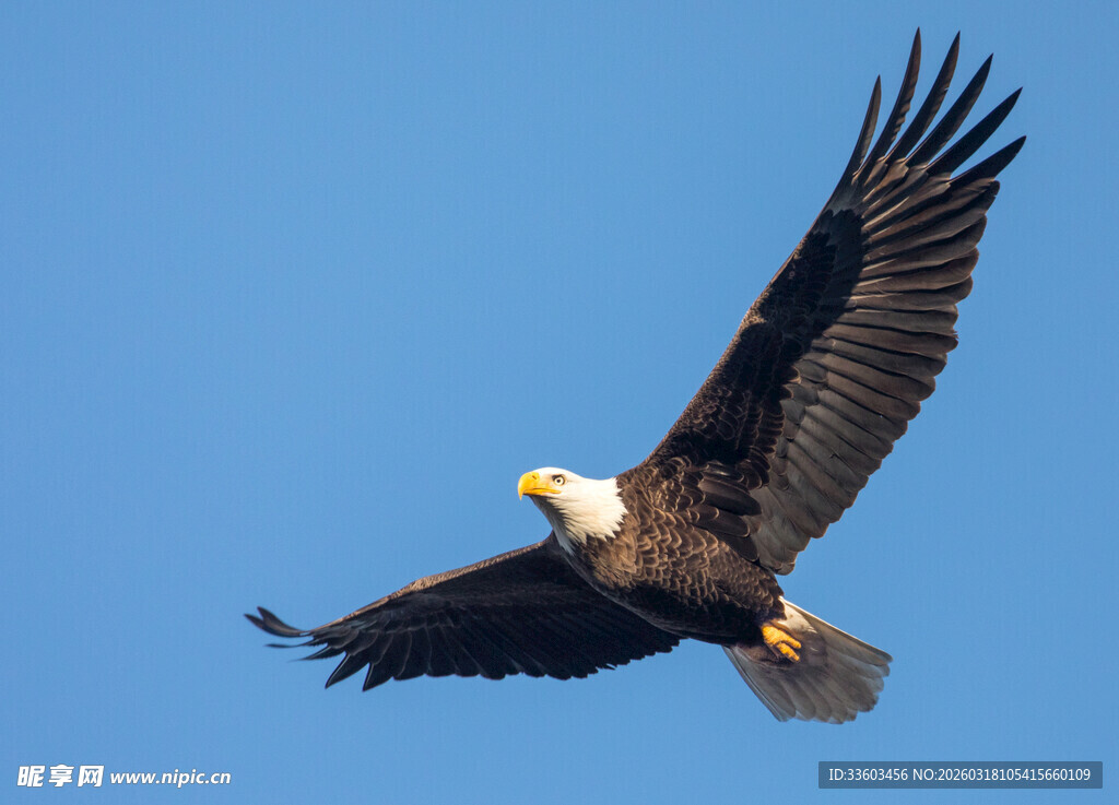 翱翔蓝天的白头海雕