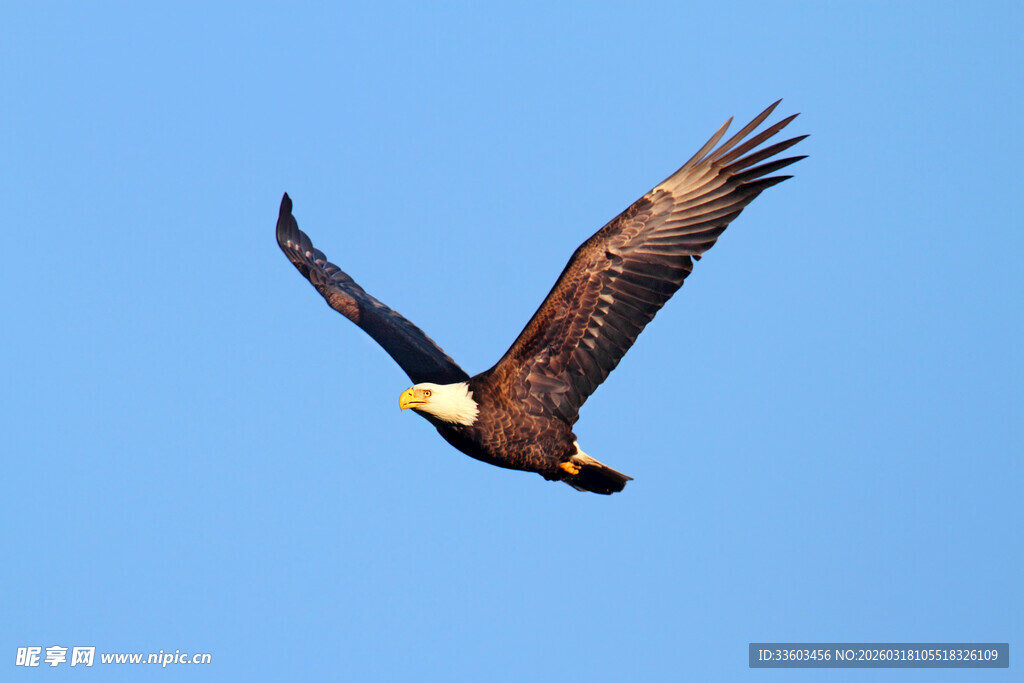 翱翔蓝天的雄鹰