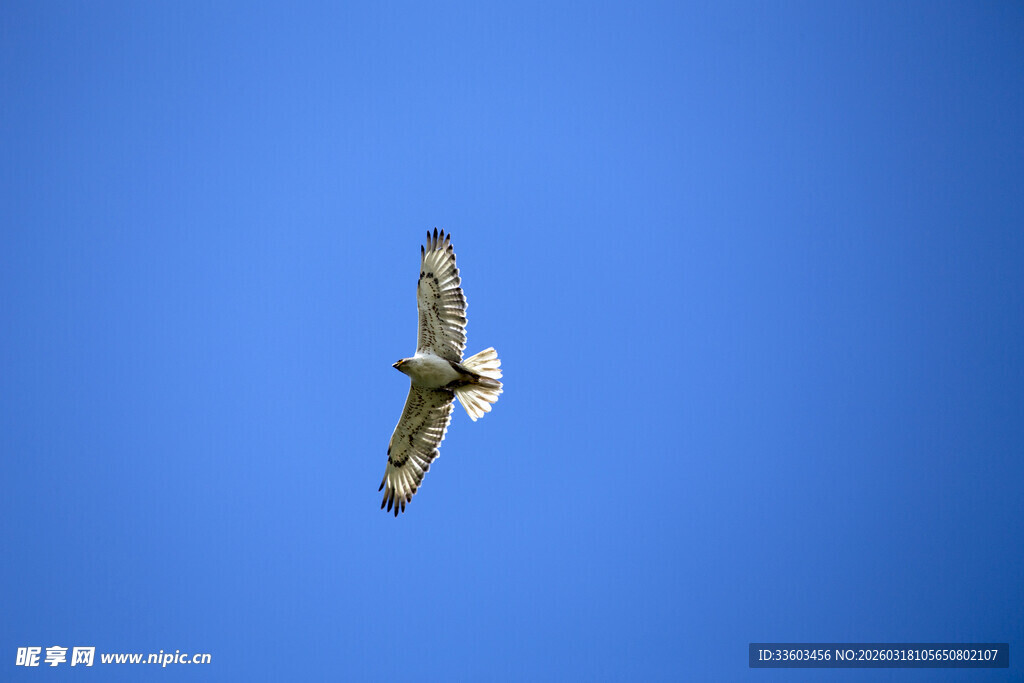 蓝天中翱翔的飞鸟