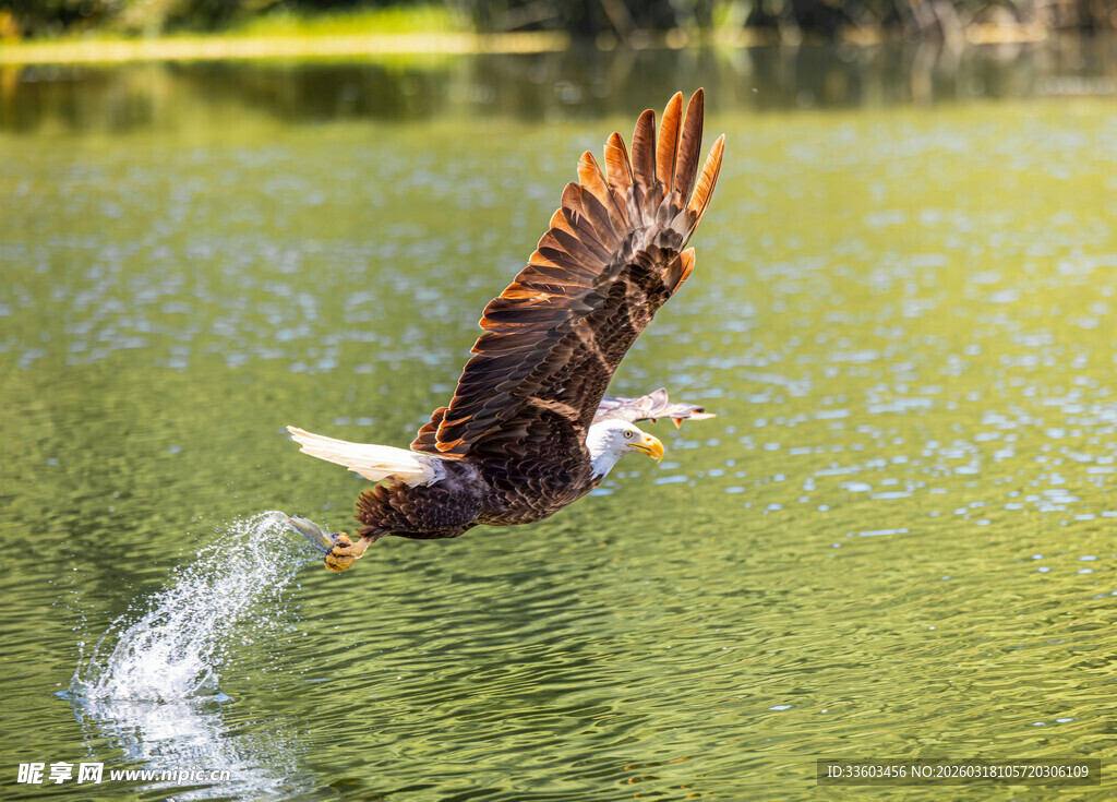 雄鹰掠水展翅瞬间