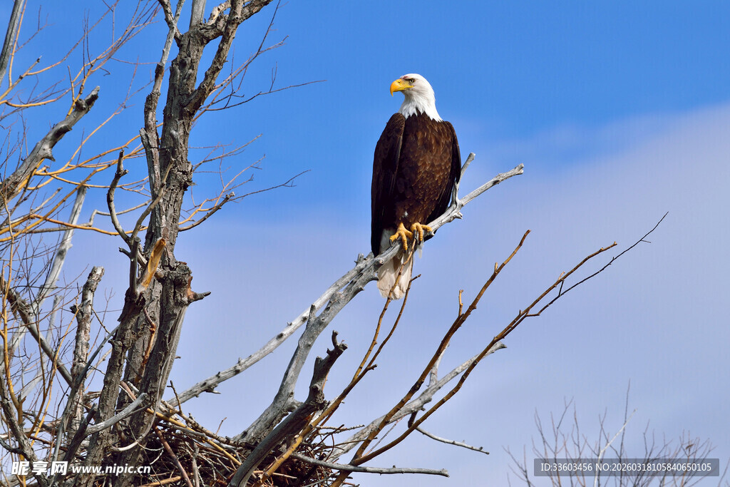 枝头站立的白头海雕