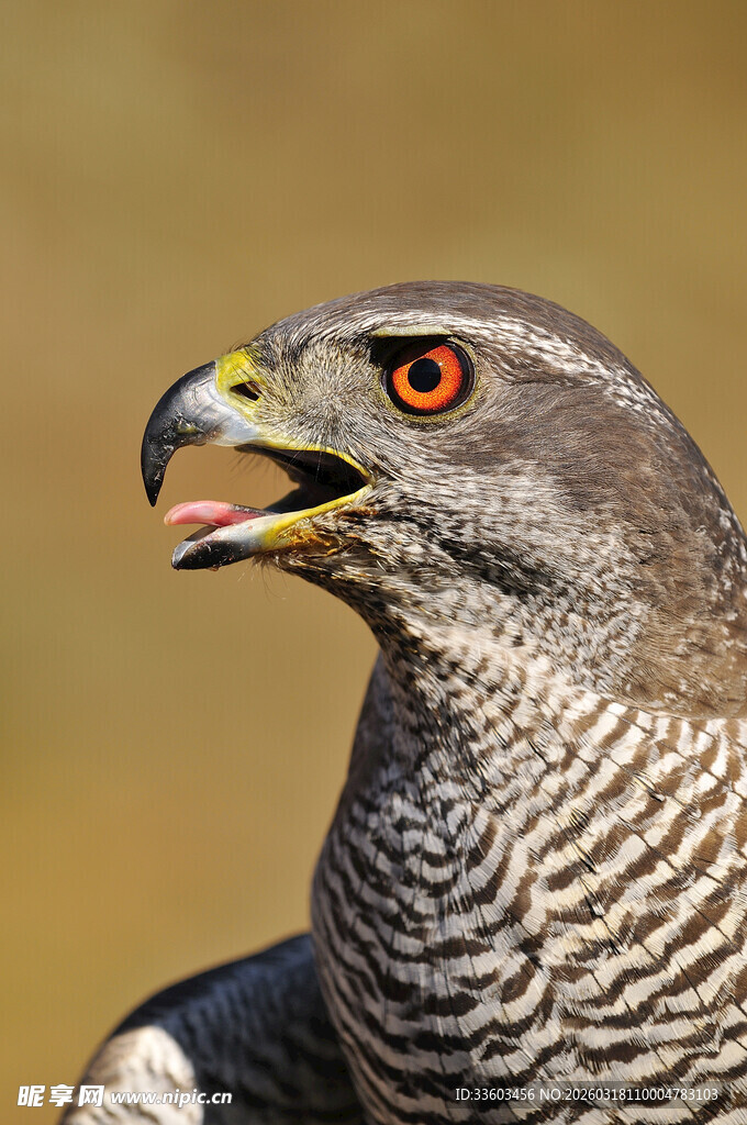 凶猛鹰特写