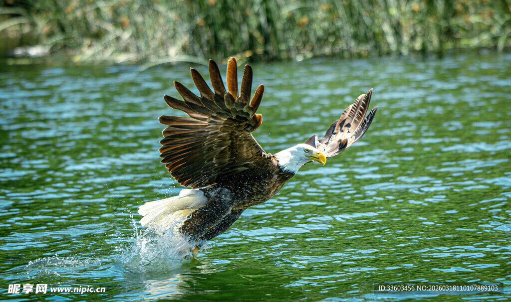 老鹰水面展翅捕食瞬间