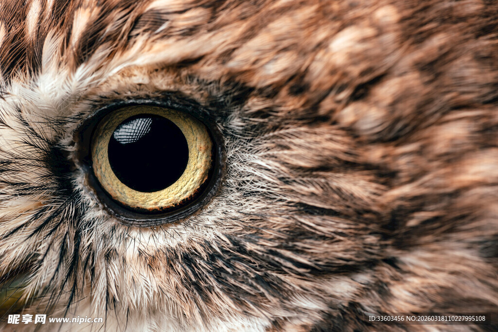 猫头鹰锐利大眼特写