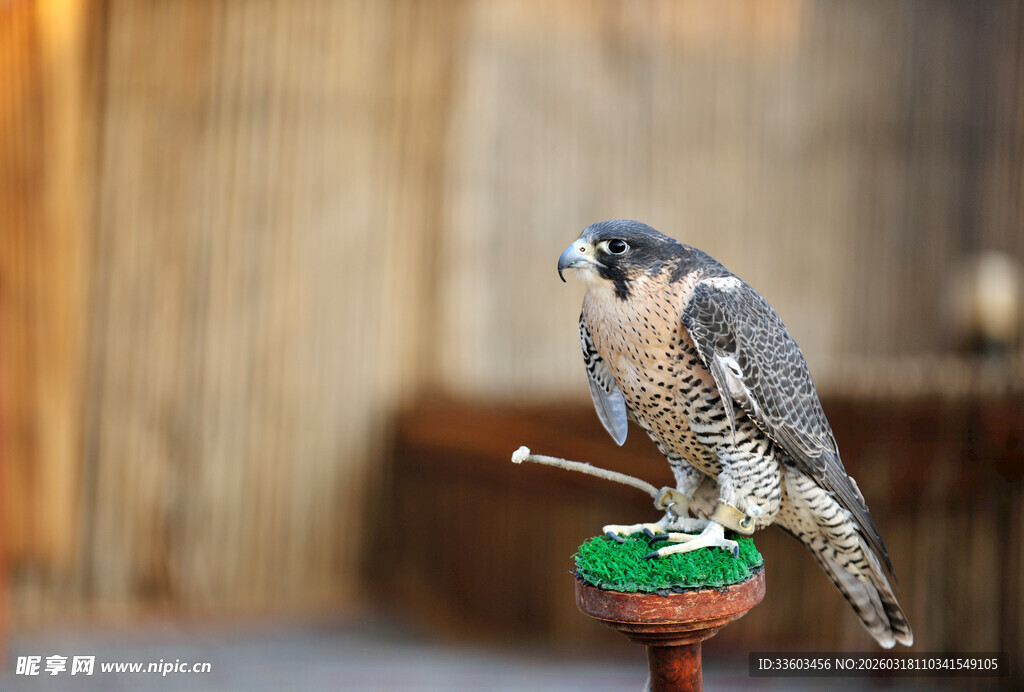 栖息于枝头的矫健猎鹰