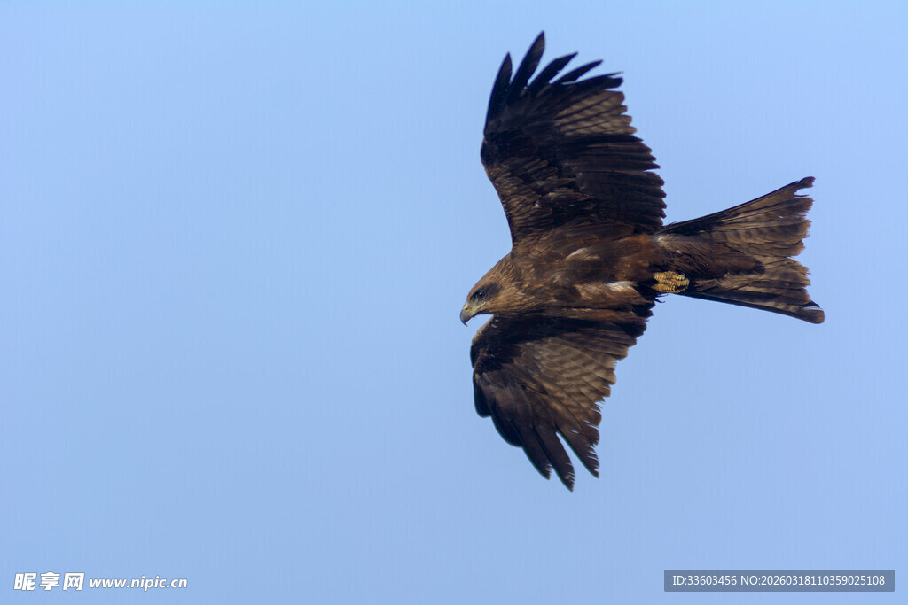 翱翔蓝天的雄鹰