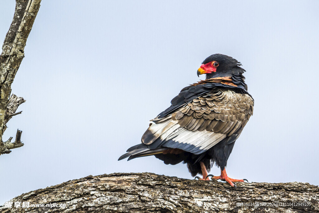 枝头站立的猛禽