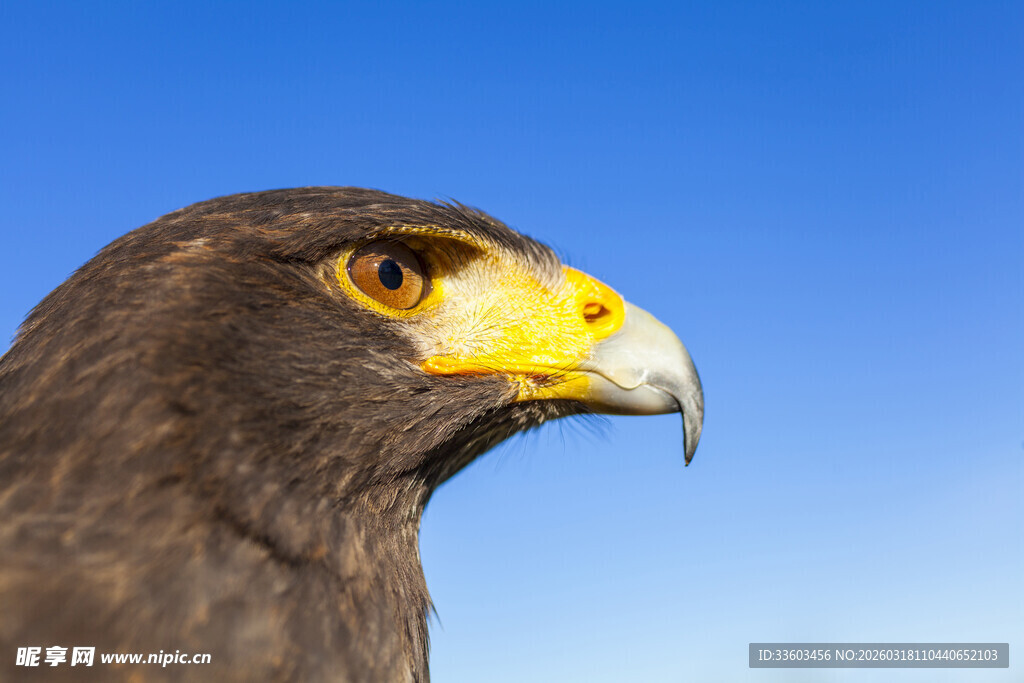 雄鹰特写