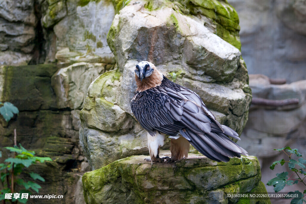 高山兀鹫立于岩石