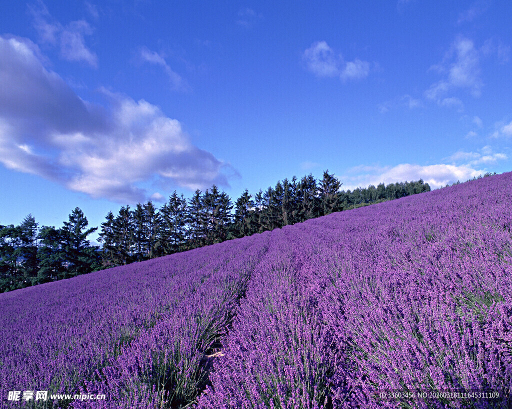 紫色薰衣草花海美景