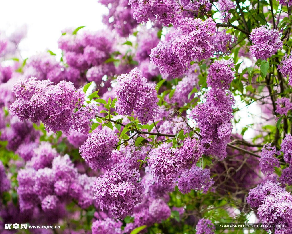 盛开的紫丁香花