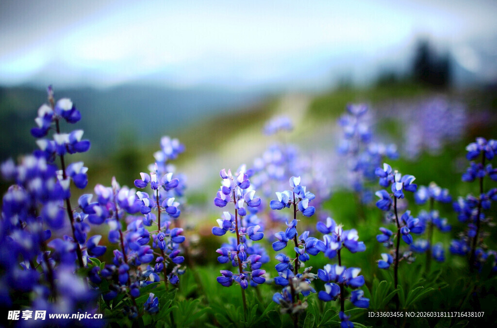 山间烂漫的紫色花朵